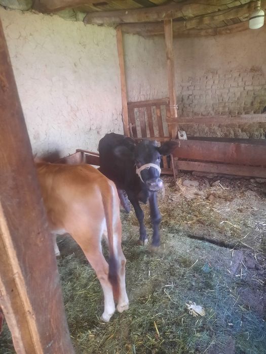 Ona bola sigir 2 ta bolas bor