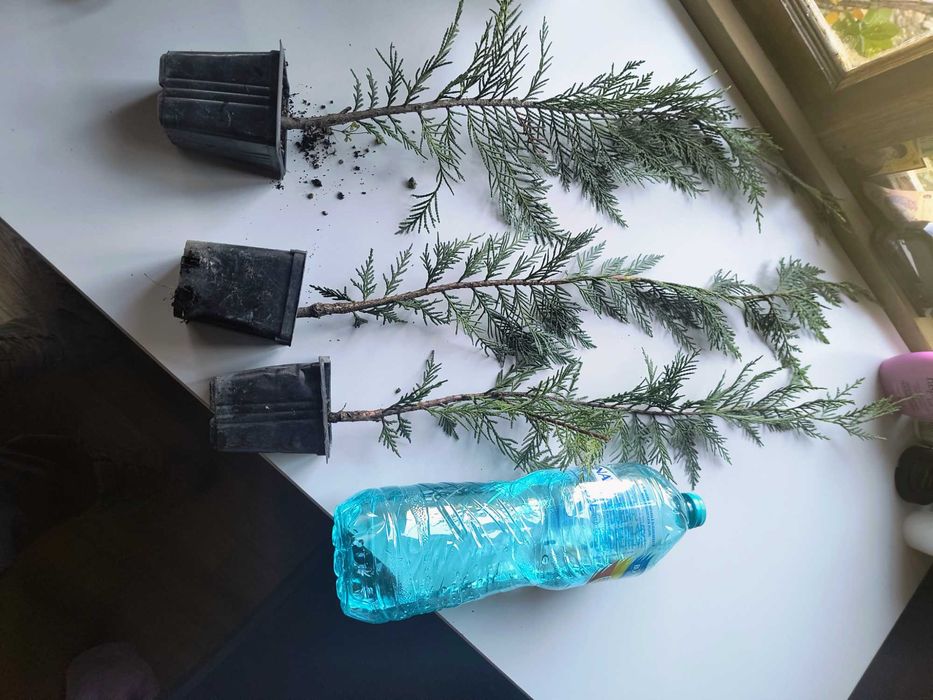 leylandii    40 cm/80 cm/120cm