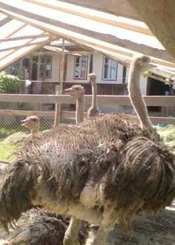 Pereche Struți Constanta