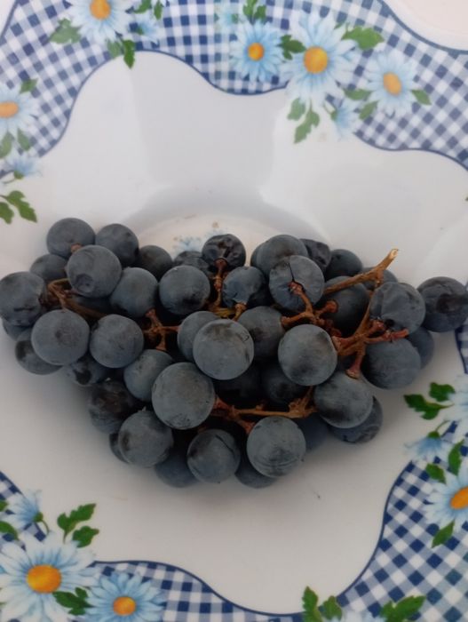 Продам домашний виноград
