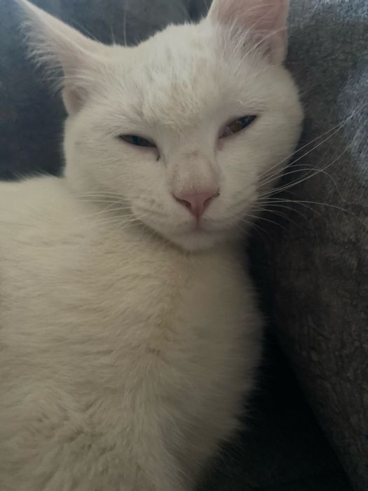 Кошка отдам в харошие руки