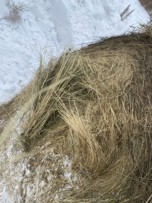 Продам Сено Рулоны