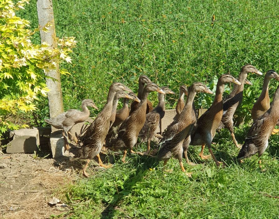 Vând rațe indiene alergătoare