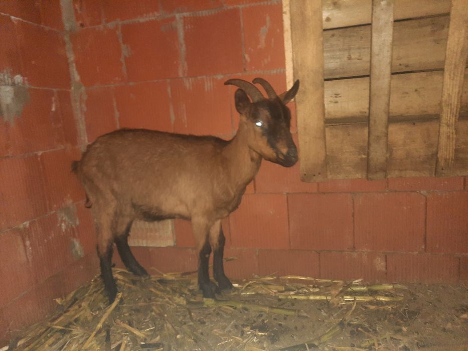 Vând capre gestante