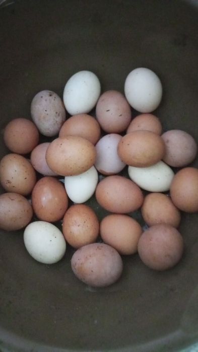 Продам яйцо домашние