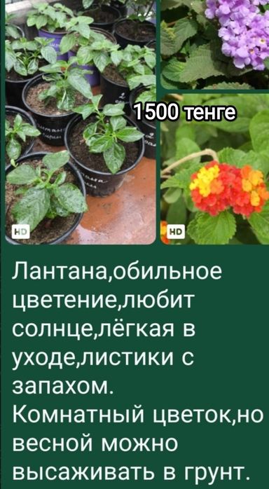 Продам комнатные цветы
