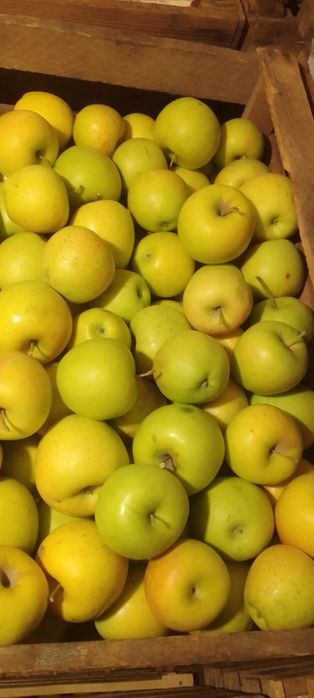 Яблоки местные. Золотое превосходное