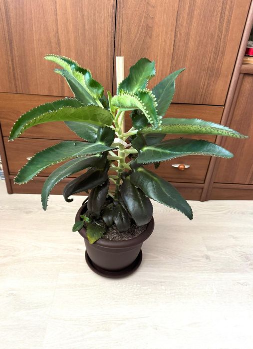 Kalanchoe Daigremontiana, planta mama a mii, palarie mexicana