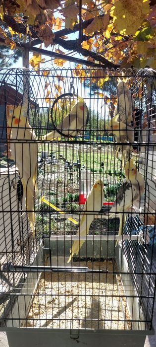 Папагали корели ..