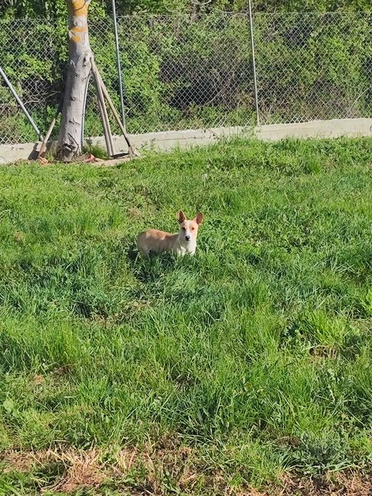 Подарявам Бели кученца Малка порода