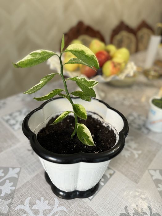 Комнатные цветы.