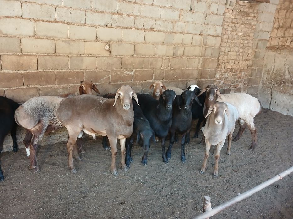 Кочкорлар сотилади