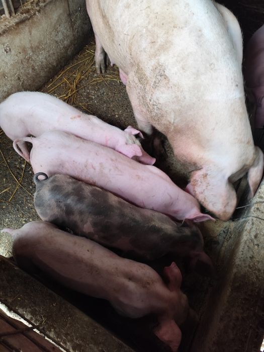 Vând ce se vede in poze