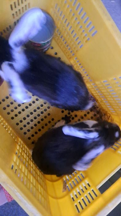 Quyon sotiladi uyda bolalar uchun boqilgan