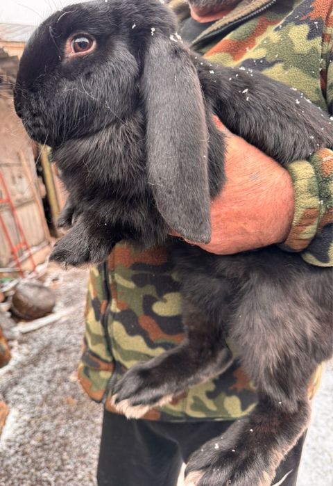 Продам кроликов породы француский баран