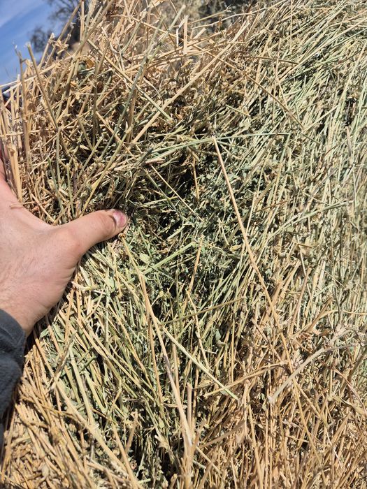 Baloti lucerna uscata