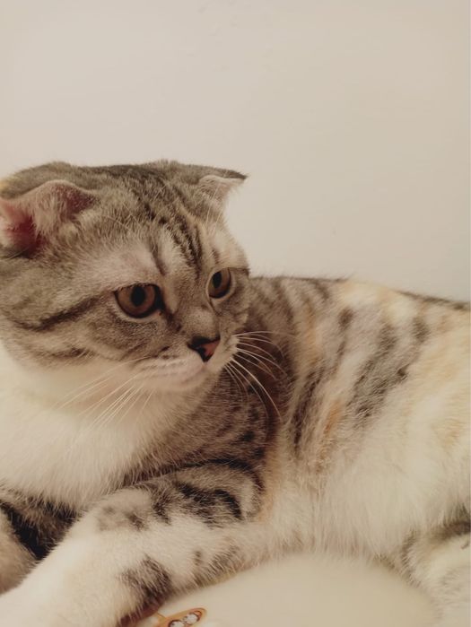 Отдам Кошку Скоттиш фолд (бесплатно)