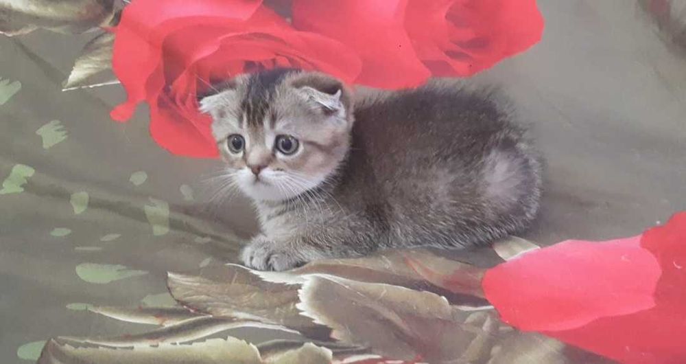 Золотой котенок девочка