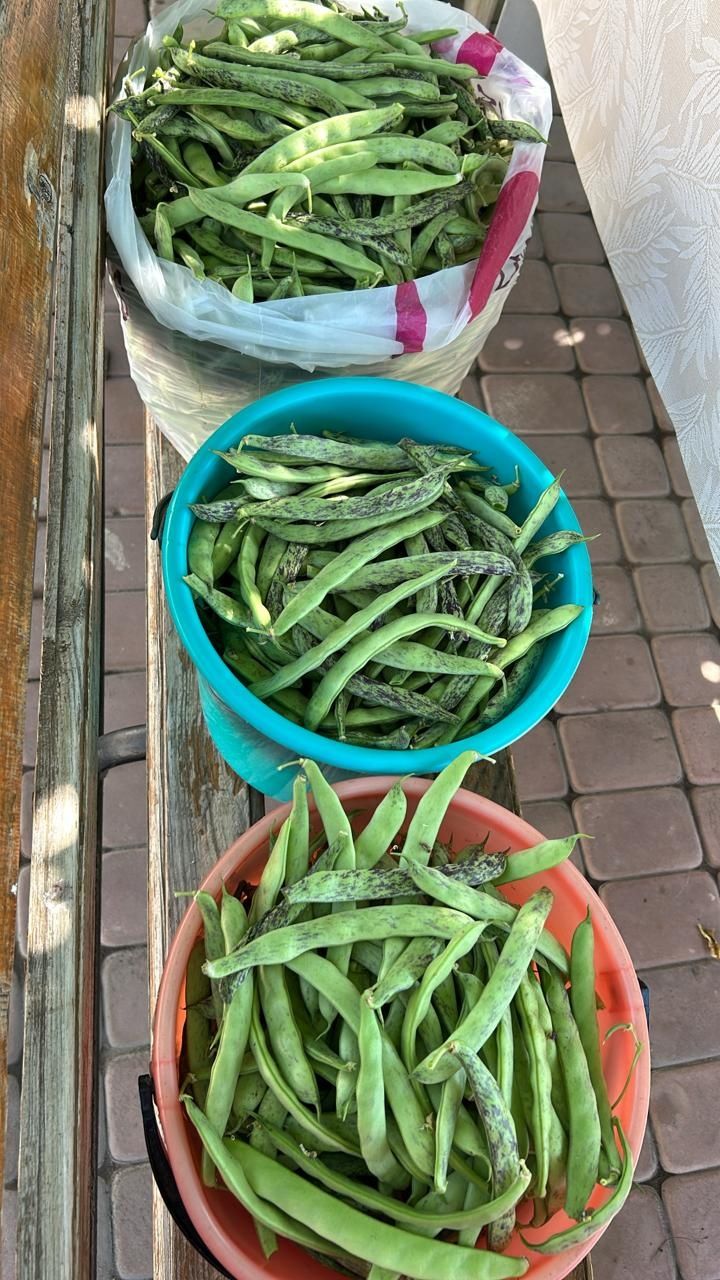 Продам фасоль домашняя