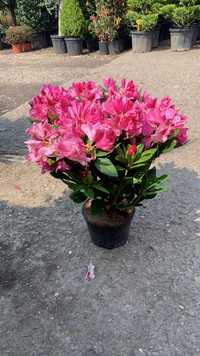 Rhododendron, azalee  ( bujori de munte )