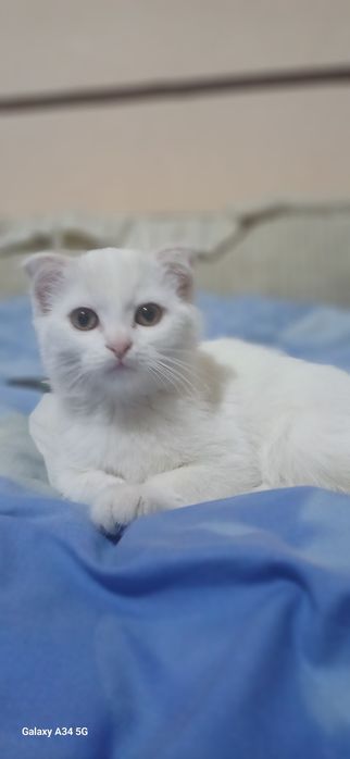 Шотландская вислоухая кошка
