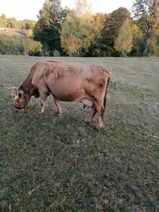 Vaca de vânzare bălțată românească