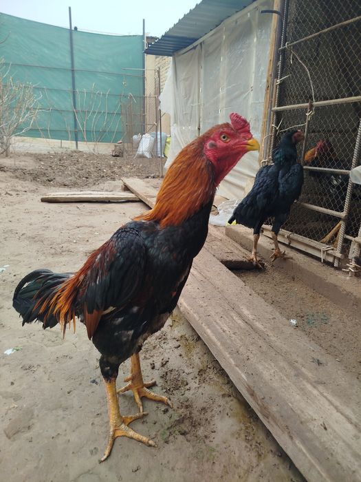 Dakan xoroz sotiladi