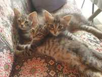 Ofer spre adopție 3 pisoi