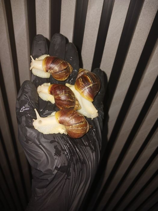 Axatina retikulyata axatina fulika albinos 8yarm 9sm tuxumga krgan