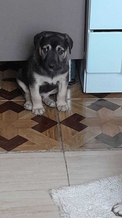 Отдам даром, щенок 2 месяца, активный, игривый, смышленый!