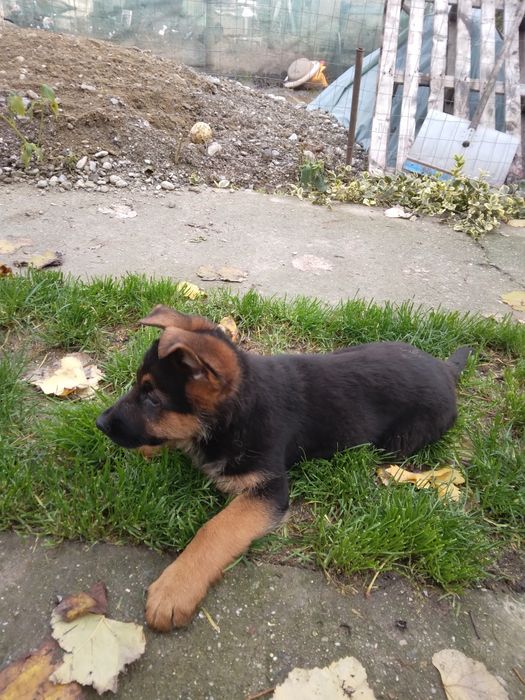 Femela ciobanesc german