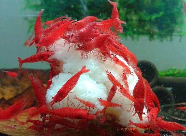 Аквариум криветки!