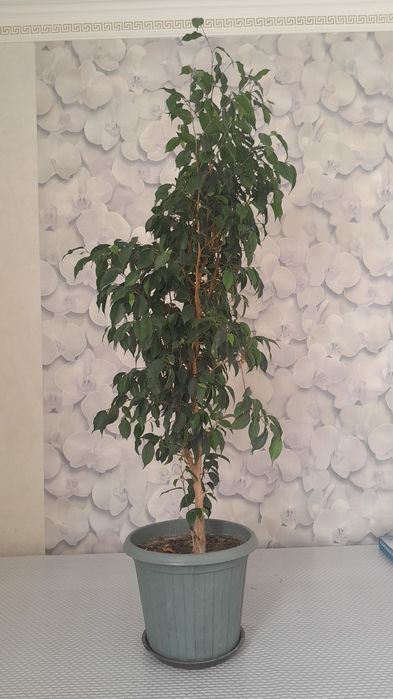 Фикус Бенджамин 25 000тг