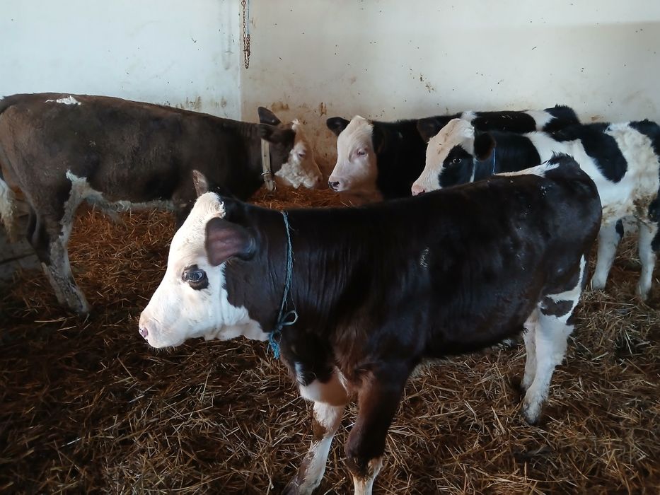 Vând 4 viței  încărcați