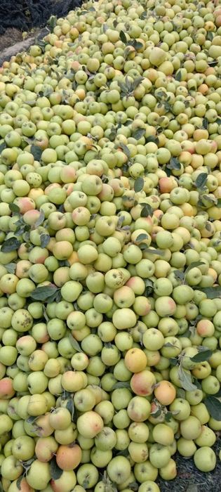 Olma nomi bo’yka bor ko’ta abyomda