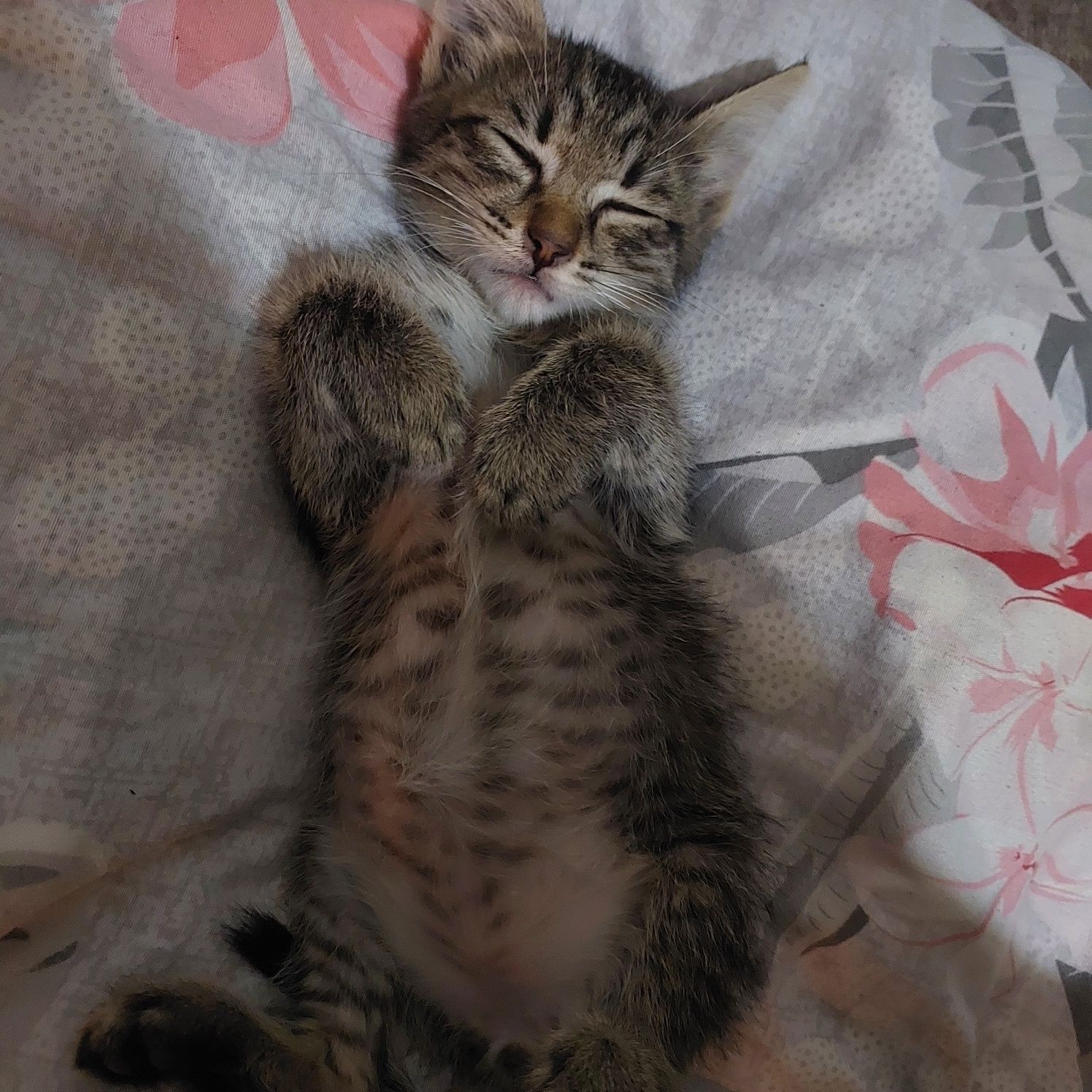 Кошка Бесплатно.