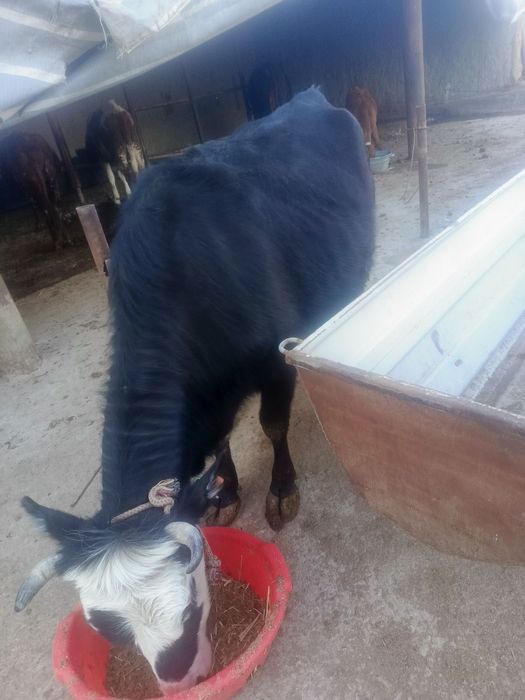 Корова, согым, сиыр, ет, говядина, мясо