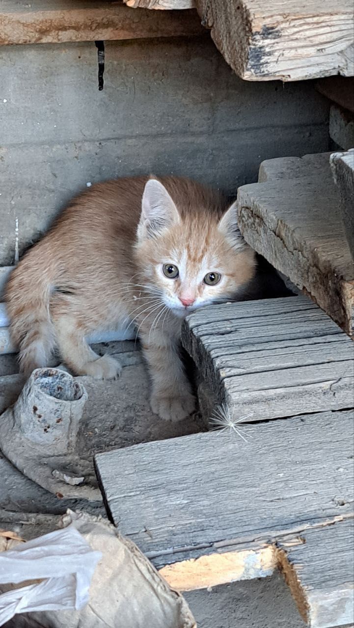 Отдам даром котенка