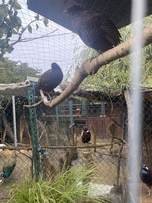 Fazani comuni si tenebros.