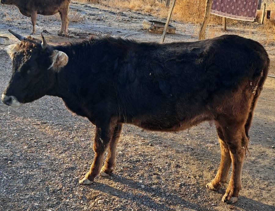 Кунажын  сатамын