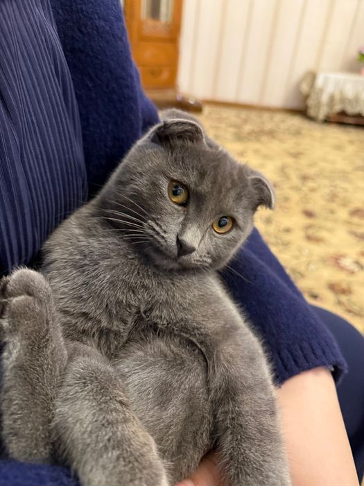 Потерялся кот 6 Месяцев