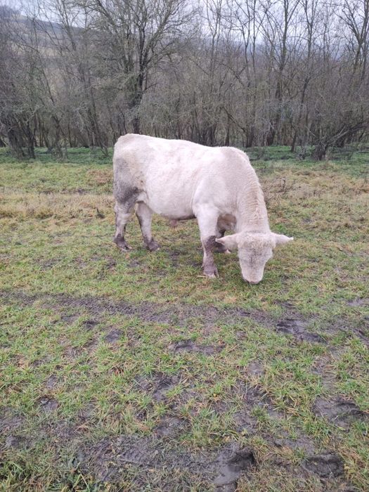 Taur rasa Charolaise , 2 ani