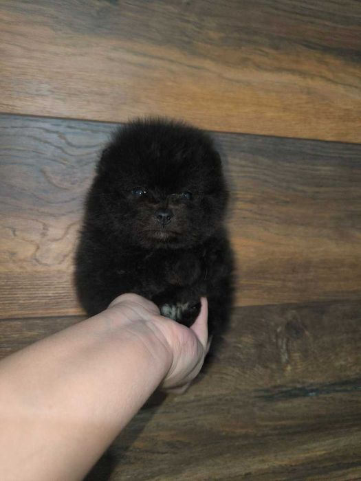 Померанский  Шпиц