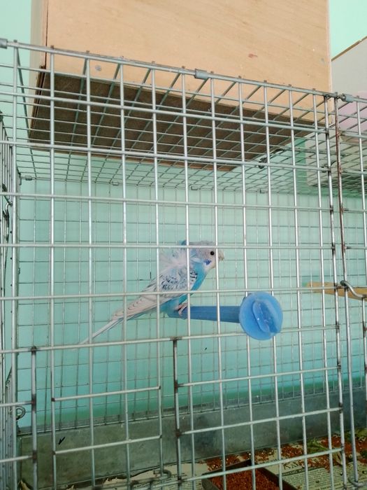 Попугаи японская бабочка