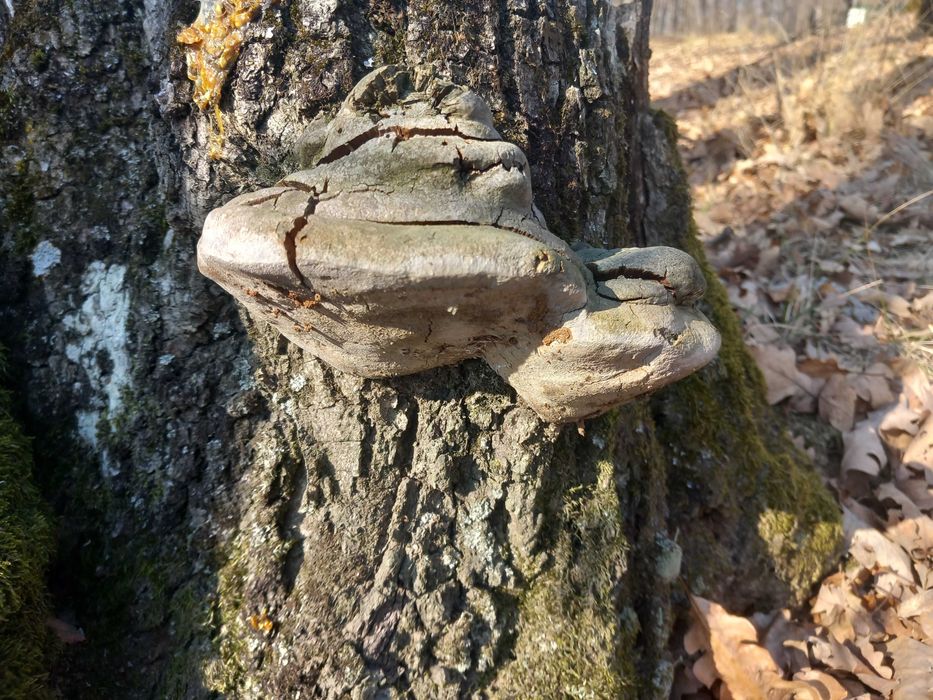 Ciuperca medicinala phelinus robustus