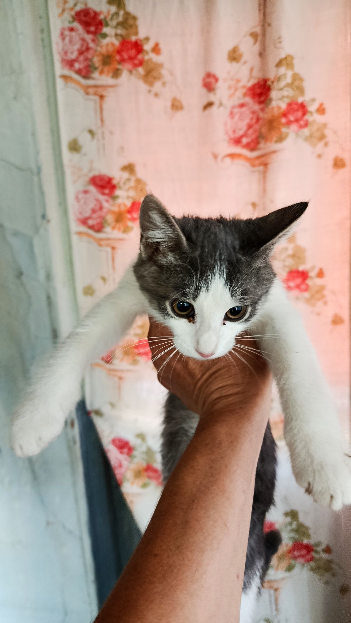 Котята в 4 мальчика и 1 девочка