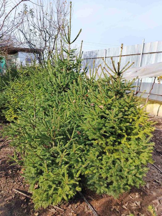 Коледни елхи от 1м до 2м
