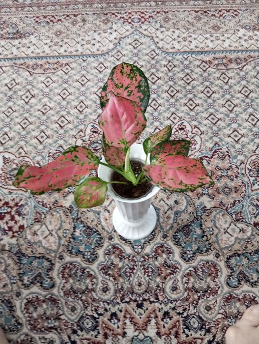 Продам продам продам