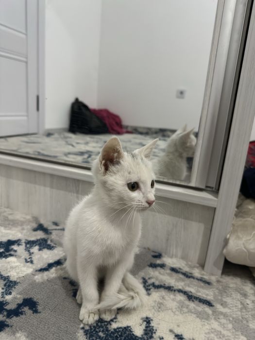 Кошечка ласквая хорошая