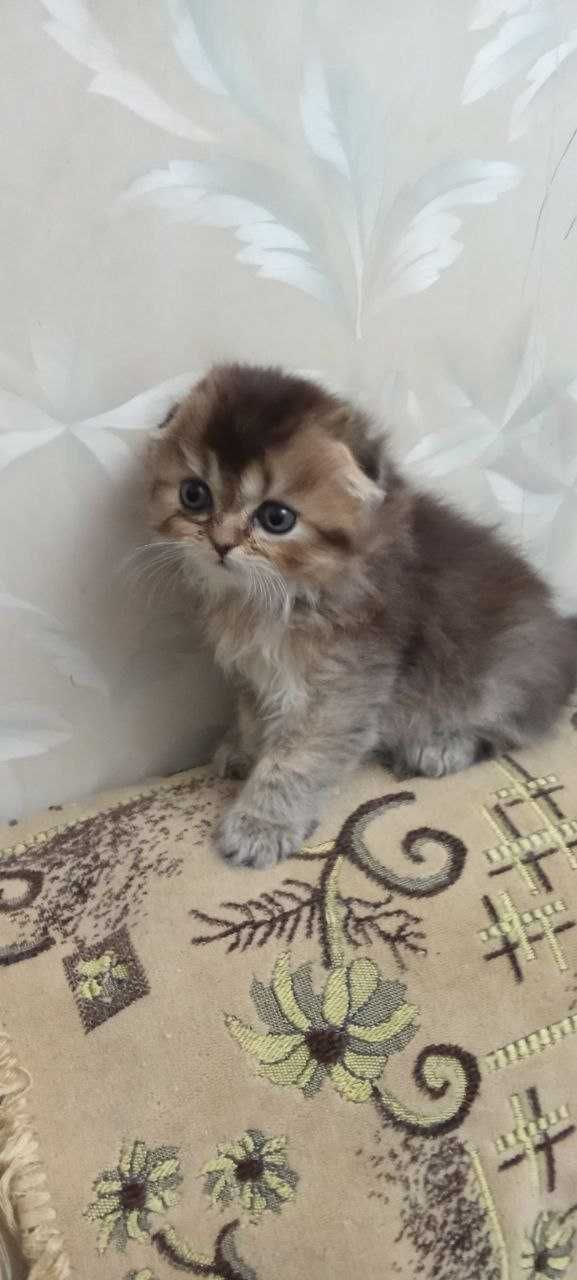 Котёнок шиншилла шоколад мальчик